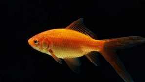 Комета: съдържание, размножаване, съвместимост, хранене, описание, снимка